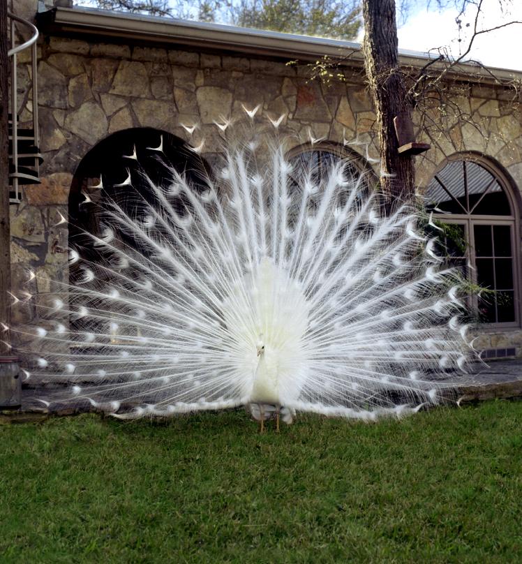 Red Corral Ranch is famous for its white peacocks
